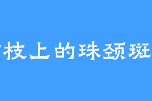 树枝上的珠颈斑鸠